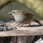 150220613-premium-futtersaeulenmischung-vogelfutter-gartenvoegel_002
