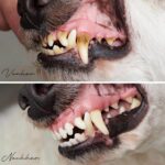 220010-reavet-denta-vitaal-poeder-honden-katten-voor-achteraf_1
