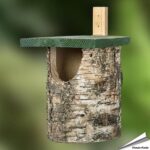905230119-birken-nisthoehle-halbhoehle-fsc_free_1