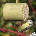 acs-gbl-gefuellter-bambus-snack-vogelfutter