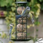 acs-pvbaos-premium-meisenknoedelspender-auffangschale-gartenvoegel