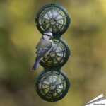 bb-2-basketball-raamfeeder-tuinvogels_002