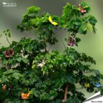 decobutterfly_collection