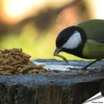 dmbhc-meelworm-bessen-honing-cocktail-tuinvogels_002_2