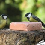 ebb-320-energieblock-beeren-wildvoegel-320g