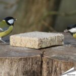 ebi-320-energieblock-insekten-gartenvoegel-320g_1