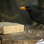 ebm-320-energieblock-mehlwuermer-wildvoegel-320g