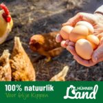 huehner-land-extra-blije-kippen-002_2