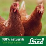 huehner-land-extra-blije-kippen-004_1