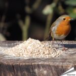 mkvo-futtermischung-kleine-voegel-unkrautfrei_3