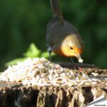 pnmng-premium-keimfreie-samenmischung-vogelfutter_005