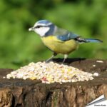 pnmng-premium-onkruidvrije-vogelvoer-no-mess-no-grow_002_4