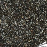 pnz-premium-nigersamen-nigerzaad-nyjer_detail