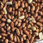 pp-premium-erdnuesse-vogelfutter_detail_3