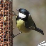 pp-premium-pindas-tuinvogelvoer_003_3