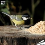 ppg000_gehakte_erdnuesse_premium_wildvogelfutter_1_