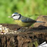 pstvt-premium-streufutter-futtertische_003_1_3_1