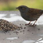pvvwv-premium-vogelfutter-gartenvoegel_002