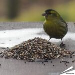 pvvwv-premium-vogelvoer-tuinvogels_1