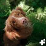reavet-extra-honden-001_5