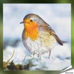 tp213-servetten-eekhoorn-roodborst_back_1_