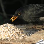 tta-premium-futtersaeulen-mix-anissamen-wildvoegel_003_4