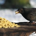 vti-fett-leckerbissen-insekten-vogelfutter_4
