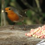vtmib-leckerbissen-mix-insekten-beeren-vogelfutter_1_1