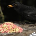 vtmib-traktatie-mix-insecten-bessen-vogelvoer_002_1_1