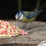 vtmib-traktatie-mix-insecten-bessen-vogelvoer_004