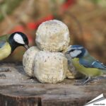 wb195-premium-meisenknoedel-insekten-wildvoegel-90g_5