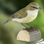 wg432-decobird-tjiftjaf-zilpzalp-chiffchaff_free