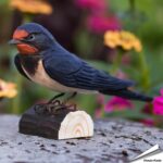 wg4438-decobird-boerenzwaluw-rauchschwalbe-barn-swallow