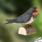 wg4438-decobird-boerenzwaluw-rauchschwalbe-barn-swallow_free