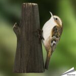 wg4443-decobird-boomkruiper-waldbaumlaeufer-treecreeper_free_1