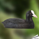 wg4473-decobird-blaesshuhn-wildlife-garden-free