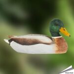 wg457-decobird-stockente-erpel-wildente-wildlife-garden-free