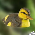wg467-decobird-wild-eendje-stockende-jung-mallard-chick_free
