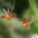 wg4673-decobird-rosse-kolibrie-free