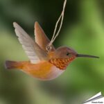 wg4673-decobird-rosse-kolibrie-free2