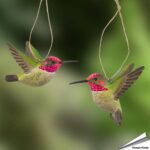 wg4675-decobird-anna-kolibrie-free