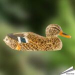wg468-decobird-wilde-eend-vrouwtje-stockende-weibchen-mallard-female_free