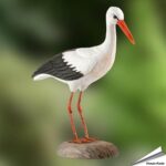 wg469-decobird-ooievaar-storch-stork_free