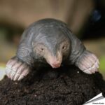 wg5943-decoanimal-mol-hout-wildlife-garden