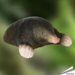 wg5943-houten-mol-decoanimal-wildlife-garden-free