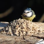 zk-geschaelte-sonnenblumenkerne-vogelfutter_003