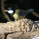 zk-zonnebloemkernen-vogelvoer_002