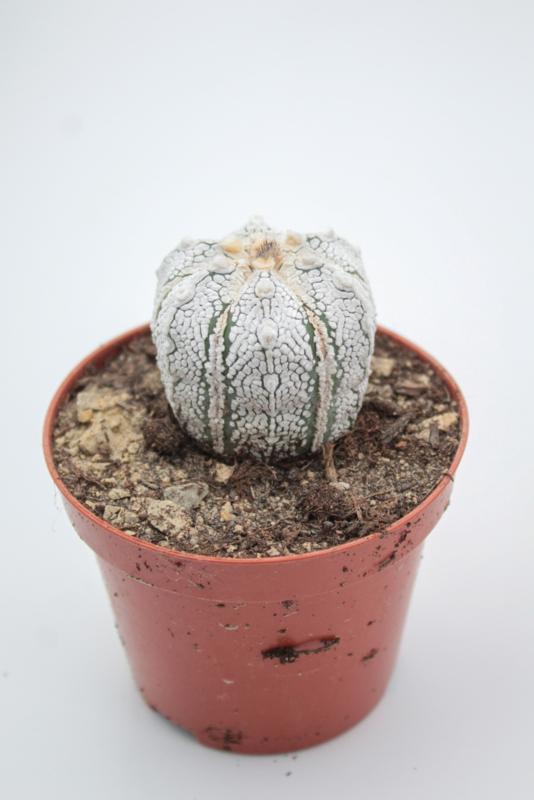 6aba9e8062ee8dbc73989d2be58a55391dd6aca0