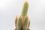 7c6ed1a1fc68cf6a4d5d05dd08bb72a0f881d37c