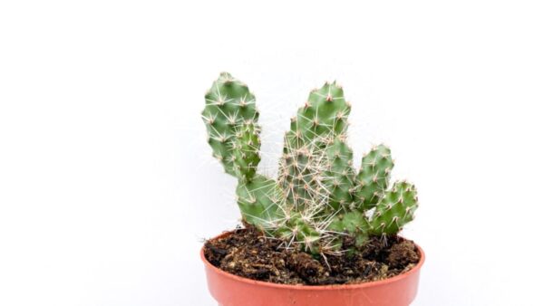 81adea7a1ef3ca0f1b16f1523c410011f4352027